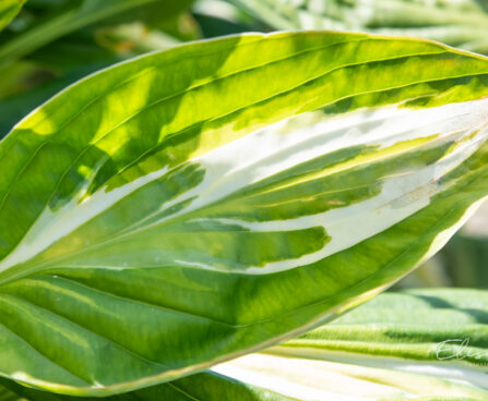 Hosta `Snake Eyes`