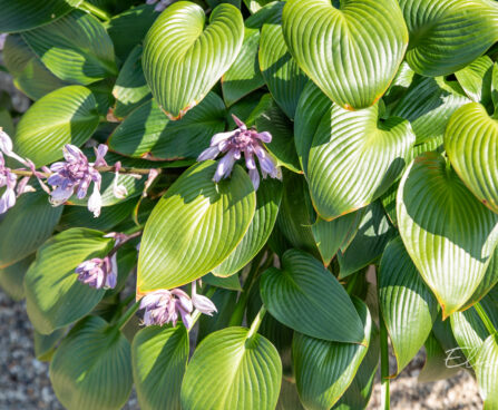 Hosta `Devon Green` (3)