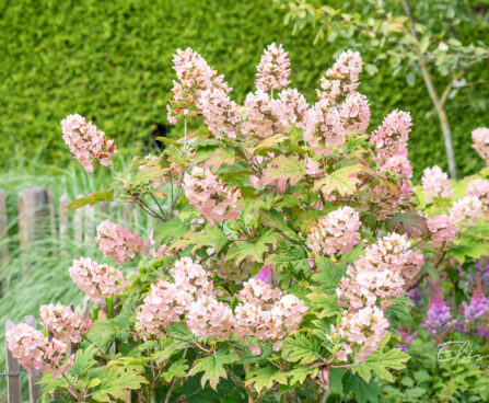 Hydrangea quercifolia tammelehine hortensia