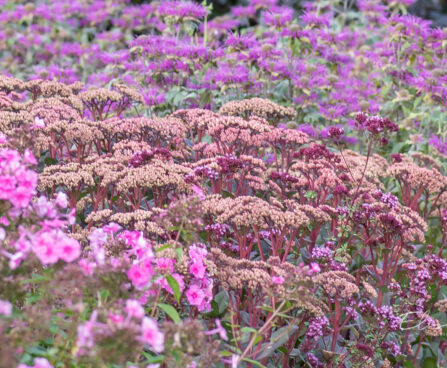 Sedum `Matrona` kukehari