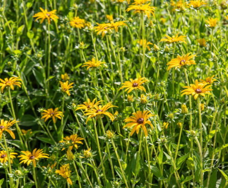 Rudbeckia hirta karvane päevakübar