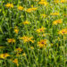 Rudbeckia hirta karvane päevakübar