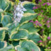 1048_7818_Hosta_Olive_Bailey_Langdon_.JPG