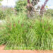 Pennisetum alopecuroides austraalia hiidhirss (1)