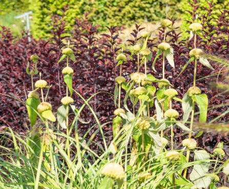 Phlomis russeliana süüria tuliürt (2)