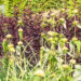Phlomis russeliana süüria tuliürt (2)
