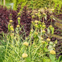 Phlomis russeliana süüria tuliürt (1)