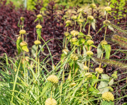 Phlomis russeliana süüria tuliürt (1)