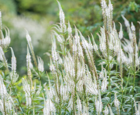 Veronicastrum virginicum `Alba` virgiinia männasmailane (2)
