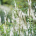 Veronicastrum virginicum `Alba` virgiinia männasmailane (2)