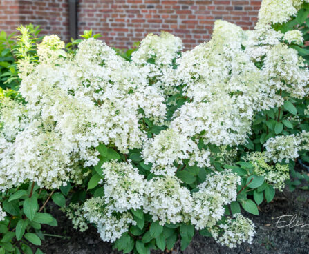 Hydrangea paniculata `Bobo` aed-hortensia (1)