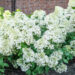 Hydrangea paniculata `Bobo` aed-hortensia (1)