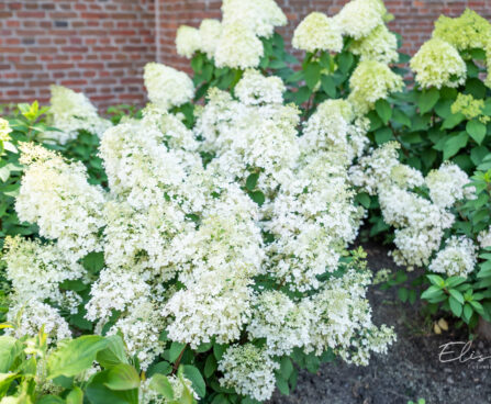 Hydrangea paniculata `Bobo` aed-hortensia (3)