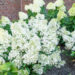 Hydrangea paniculata `Bobo` aed-hortensia (3)
