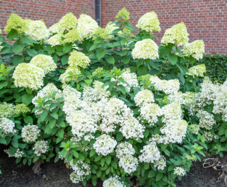 Hydrangea paniculata `Bobo` aed-hortensia (2)