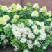 Hydrangea paniculata `Bobo` aed-hortensia (2)