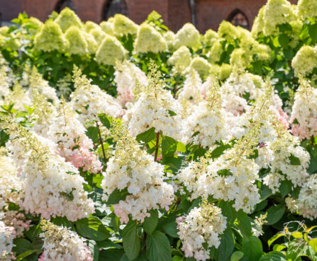 Hydrangea paniculata `Pinky Winky` aed-hortensia