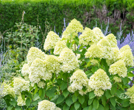 Hydrangea paniculata `Limelight` aed-hortensia (4)