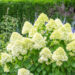Hydrangea paniculata `Limelight` aed-hortensia (4)