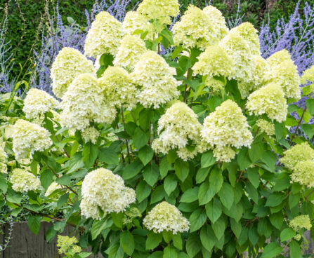 Hydrangea paniculata `Limelight` aed-hortensia (5)