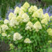 Hydrangea paniculata `Limelight` aed-hortensia (5)