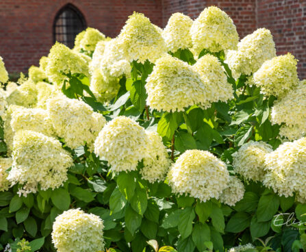 Hydrangea paniculata `Limelight` aed-hortensia (6)