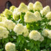 Hydrangea paniculata `Limelight` aed-hortensia (6)