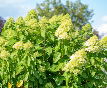 Hydrangea paniculata `Little Lime` aed-hortensia (1)