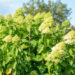 Hydrangea paniculata `Little Lime` aed-hortensia (1)