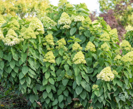 Hydrangea paniculata `Little Lime` aed-hortensia (2)