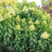 Hydrangea paniculata `Little Lime` aed-hortensia (2)