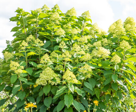 Hydrangea paniculata `Little Lime` aed-hortensia (3)