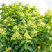 Hydrangea paniculata `Little Lime` aed-hortensia (3)
