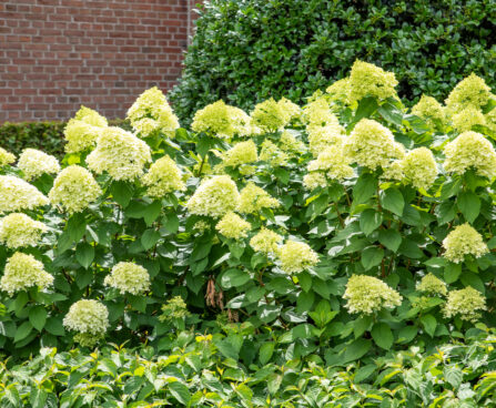 Hydrangea paniculata `Little Lime` aed-hortensia (4)