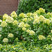 Hydrangea paniculata `Little Lime` aed-hortensia (4)