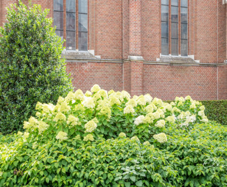 Hydrangea paniculata `Limelight` aed-hortensia (8)