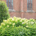 Hydrangea paniculata `Limelight` aed-hortensia (8)