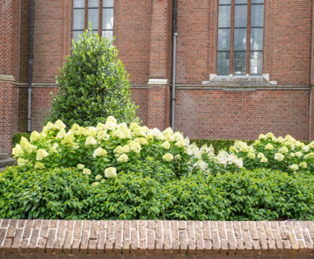 Hydrangea paniculata `Limelight` aed-hortensia (7)