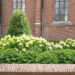 Hydrangea paniculata `Limelight` aed-hortensia (7)