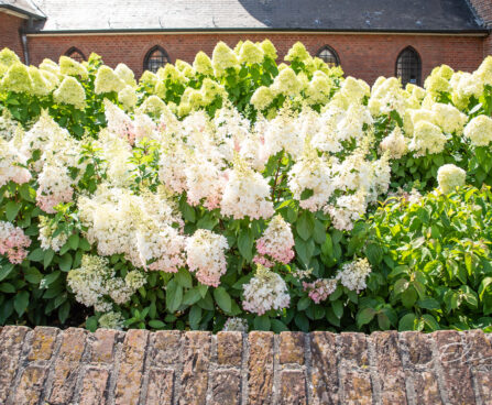 Hydrangea paniculata `Pinky Winky` aed-hortensia (2)