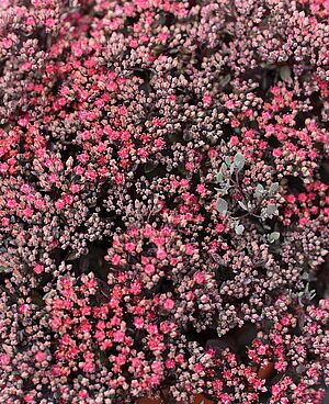 Sedum SunSparkler Dazzlebery_71889_1Vitr