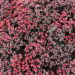 Sedum SunSparkler Dazzlebery_71889_1Vitr