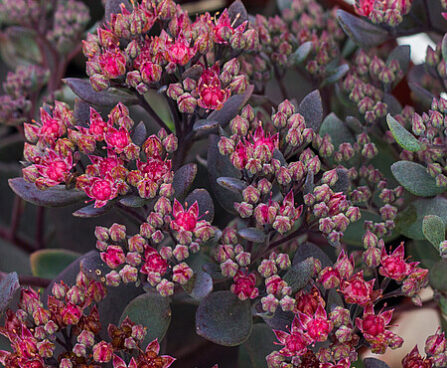 Sedum SunSparkler Dazzlebery_71889_2 Vitr