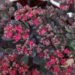 Sedum SunSparkler Dazzlebery_71889_2 Vitr