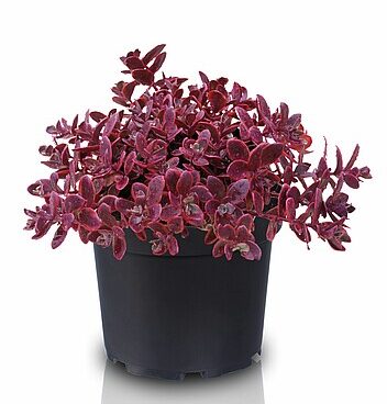 Sedum SunSparkler Wildfire_75262_1Vitr