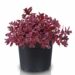 Sedum SunSparkler Wildfire_75262_1Vitr