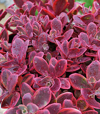 Sedum SunSparkler Wildfire_75262_2Vitr