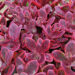 Sedum SunSparkler Wildfire_75262_2Vitr