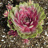 Sempervivum BigSam Pink Pomelo_74551_1Vitr