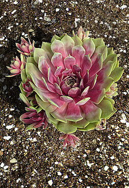 Sempervivum BigSam Pink Pomelo_74551_1Vitr